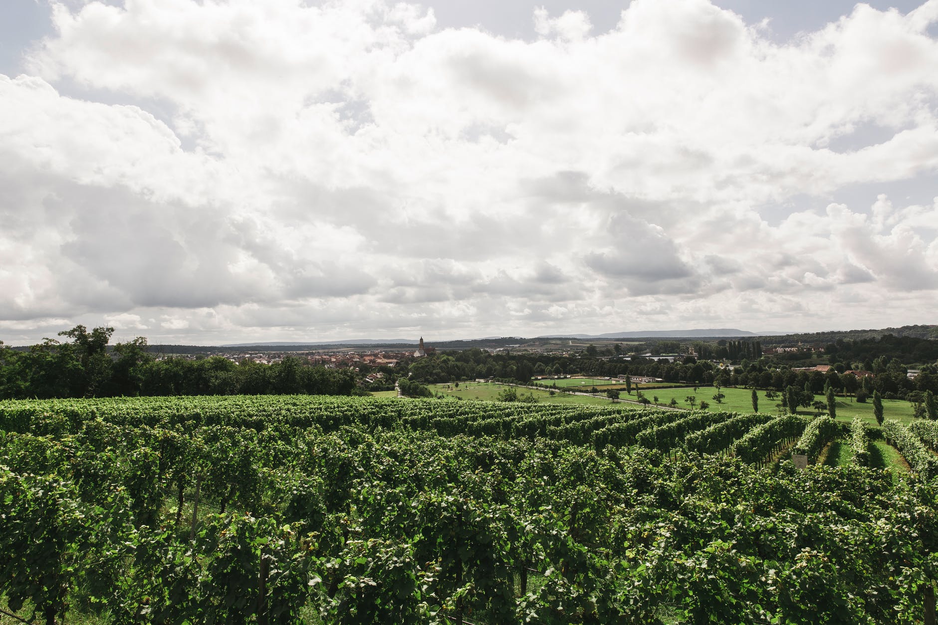 Nyeri Tea Farm