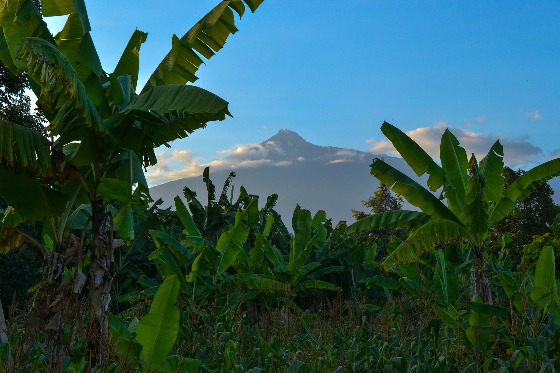 Maize Farm - Tanzania